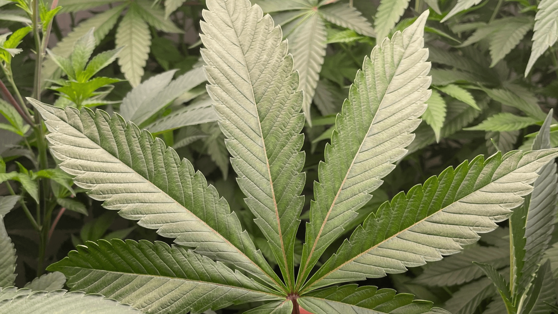 cannabis grow, how to grow cannabis, how to set up cannabis grow room, cannabis grow environment, grow your own cannabis, home grow cannabis, grow weed, how to grow weed, MN Grow laws