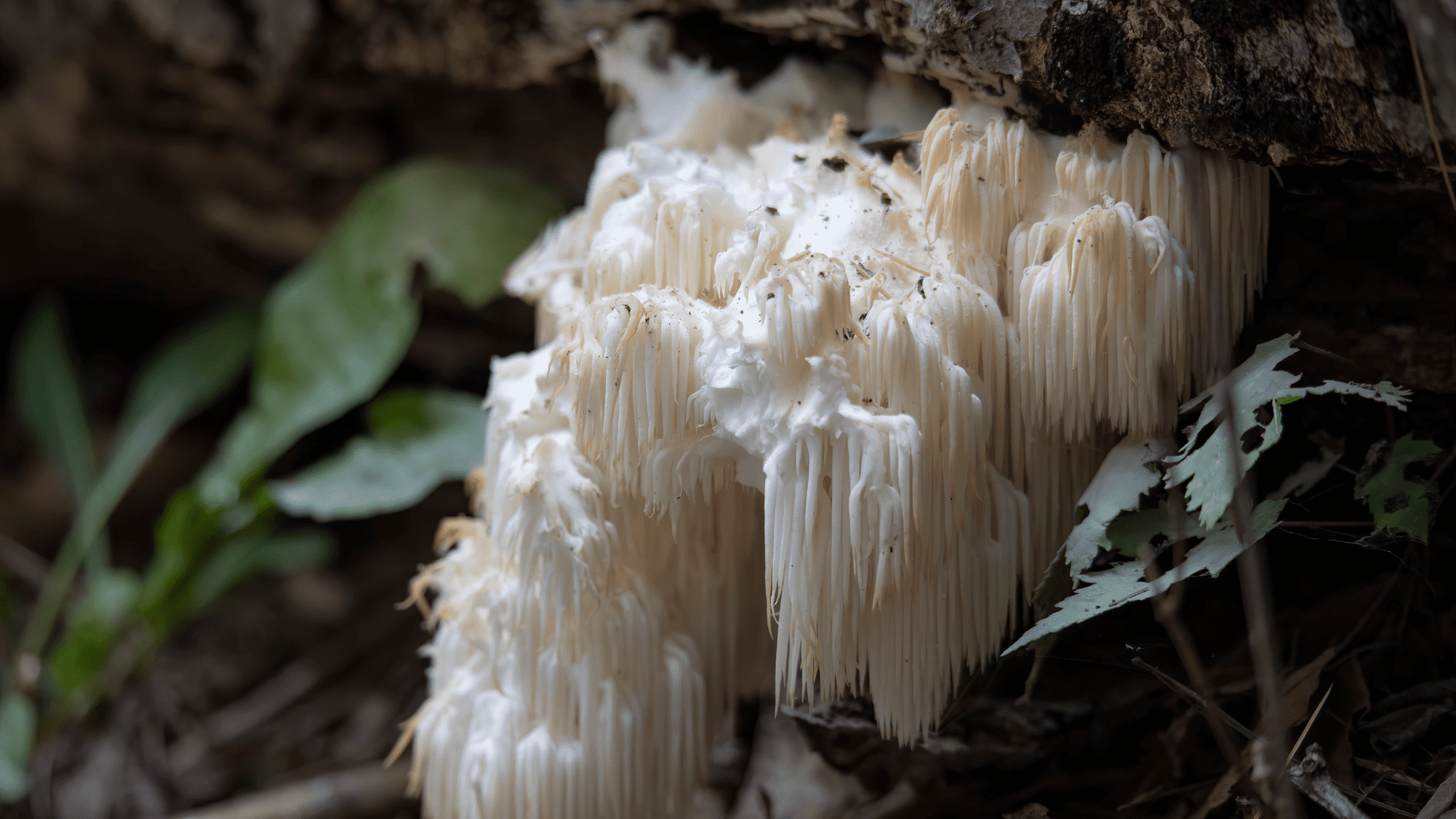 ife from death mushrooms, lion's mane mushroom on a log, how do mushrooms grow, mushroom, lions mane mushroom, Lion's Mane
