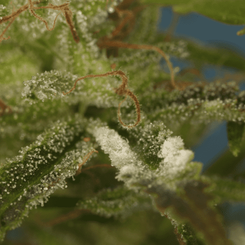 troubleshooting cannabis grow problems, troubleshoot cannabis grow, troubleshoot weed grow, troubleshoot weed growing, how to grow cannabis, how to troubleshoot weed grow, Nutrient Deficiencies, cannabis Pest Infestations, integrated pest management, IPM, weed IPM, grow weed at home, grow cannabis at home